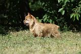 NORWICH TERRIER 055